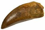 Serrated Carcharodontosaurus Tooth - Real Dinosaur Tooth #341162-1